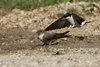 Rondine_montana_Balestruccio_Laghi_VI_16_4_2019_1902sf_st_sh