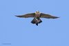Falco_pellegrino_preda_volo_Marghera_zona_ind_27_12_2019_6395sf