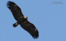 Aquila_anatraia_maggiore_volo_Brussa_Caorle_26_1_2013_2735af_f_.jpg