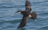 Berta_minore_volo_Gabbiano_reale_Porto_Garibaldi_1_11_2017_2634af_f_.JPG