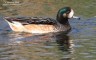 Fischione_del_Cile_Germano_reale_San_Giuliano_parco_9_7_2013_1724af_f_.jpg