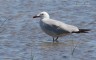 Gabbiano_corso_Spagna_delta_Ebro_19_5_2017_2773af_f_.jpg