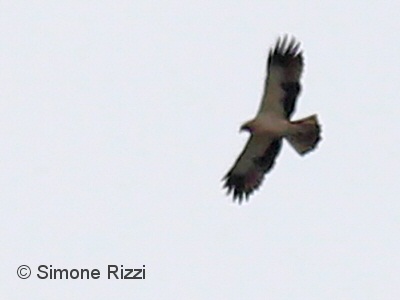 aquila_minore_SR.jpg